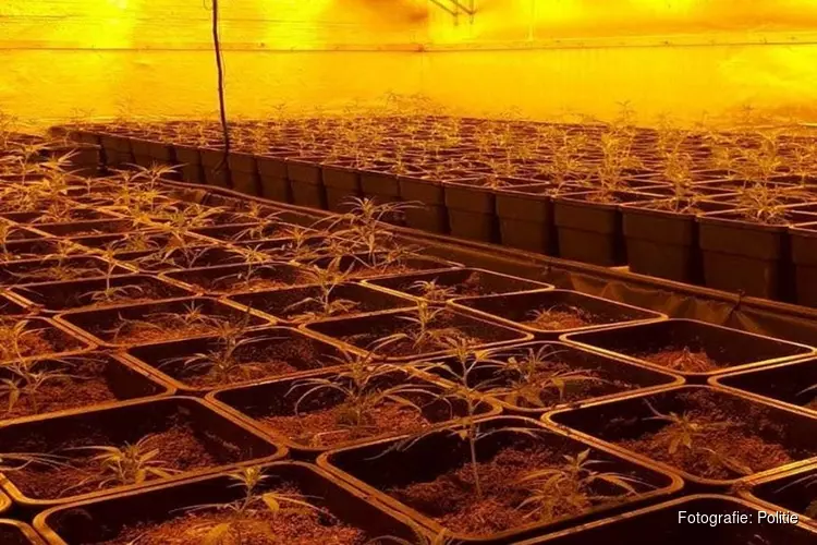Hennepkwekerij met 850 planten ontdekt