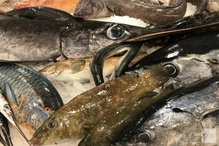 IJsselmeervisafslag breekt opnieuw omzetrecord