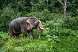 World Animal Protection start actie voor olifanten: 'Thaise olifanten in de problemen door coronacrisis'