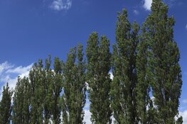 Provincie Flevoland aan de slag met boomvervanging