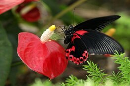 Op zoek naar een super leuk uitje?  Kom gezellig minigolfen of wandel tussen de mooiste vlinders !