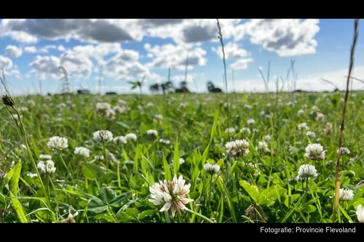 Flevoland zet in op groenbemesters en kruidenrijk grasland