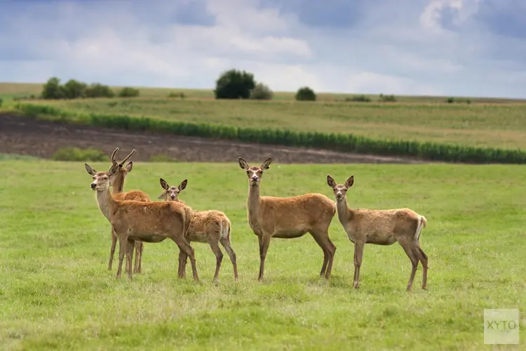 Provincie Flevoland mag reeën afschieten in belang van verkeersveiligheid