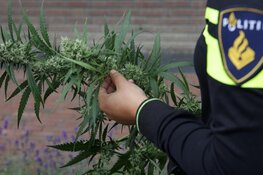 Hennepkwekerij in verhuurde schuur