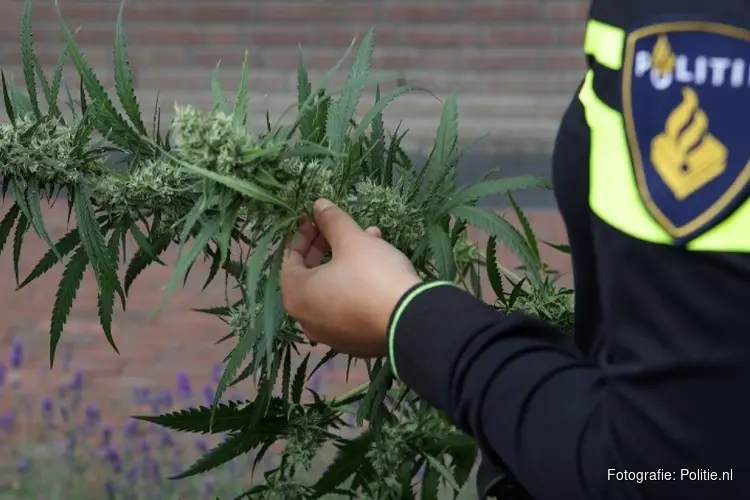 Hennepkwekerij in verhuurde schuur