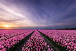 Tulpentijd in de Noordoostpolder