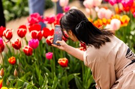 Tulpentijd in de Noordoostpolder