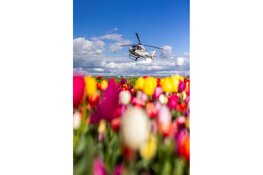 Tulpentijd in de Noordoostpolder