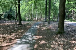 Ga je mee het bos in?